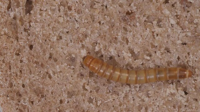 ein mehlwurm,  tenebrior molitor, krabbelt auf B&auml;kereiwaren und Brot, mehrere Szenen, 50 fps