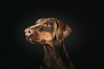 brown doberman isolated on black background