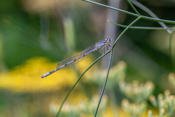 Common Bluetail Damselfly ,Ischnura heterosticta