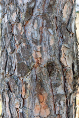 wooden backgrounds. tissue