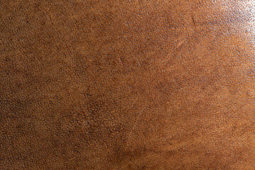 leather grunge background: an old piece of tough camel skin, with scuffs, spots, scars