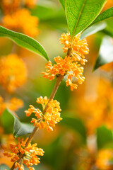 キンモクセイの香る頃