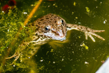 green toad in the water. swamp and frog.