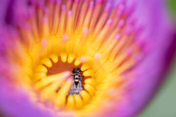 close up of a flower