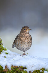 Blackbird - Turdus merula - female