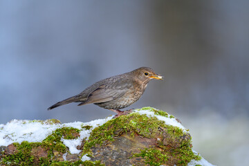 Blackbird - Turdus merula - female
