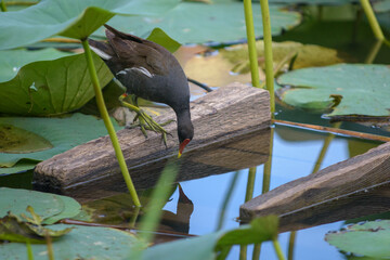 bird with a red beak in a pond
