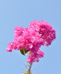 pink bougainvilea or paper flower tropical plant blooming in garden with sky background