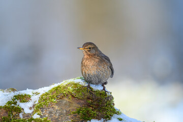 Blackbird - Turdus merula - female