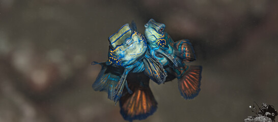 Mandarinfishes mating dance