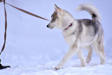 little siberian husky puppy proudly flaunts on the fluffy snow 