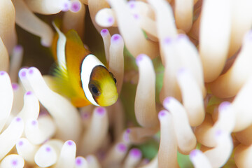 close up of a coral