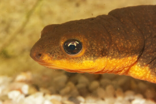 Closeup Of The Head Of An Aquatic Male Roughskinned Newt , Tariccha Granulosa