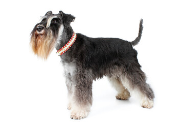 miniature schnauzer black and silver isolated on white 