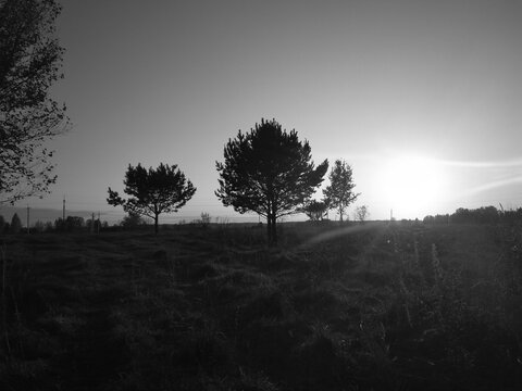 black and white image monochrome photo forest trees in the grass in the sun