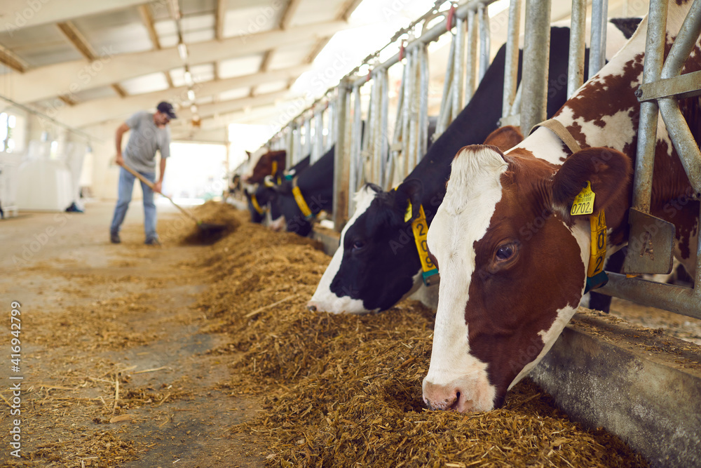 Wall mural herd of healthy dairy cows feeding in row of stables in feedlot barn on livestock farm