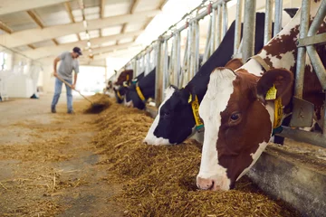 Foto op Canvas Herd of healthy dairy cows feeding in row of stables in feedlot barn on livestock farm © Studio Romantic