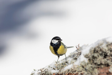 Winter nature and bird. White snow background. Bird: Great tit. 