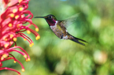Fototapeta na wymiar hummingbird amethyst woodstar feeding on a flower