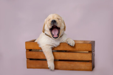 little golden retriever puppy sits in a wooden box and yawns