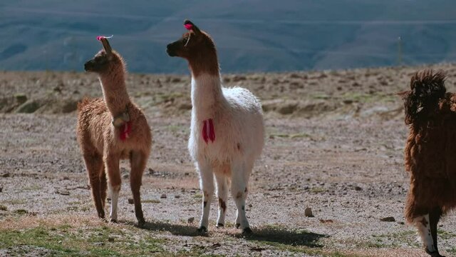 Three decorated lamas walk in Bolivian rural area