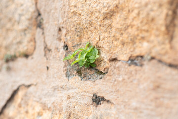 plant on rock