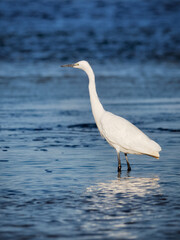 Portrait of a Little Egret wading in blue water
