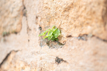 ants on a leaf