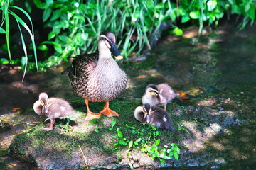 カルガモの家族写真