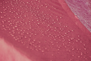 Water drops on waterproof membrane fabric. Detail view of texture of pink synthetic waterproof cloth. Morning dew on tent.