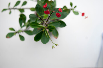 Red flowers and green leaves of a houseplant on a white background. Euphorbia milii.
