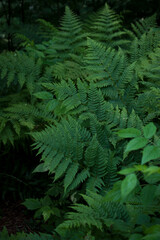 Beautiful green fern leaves close up.