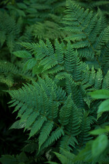 Fototapeta na wymiar Beautiful green fern leaves close up.