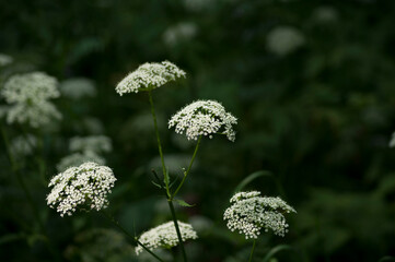 White flowers of a forest plant close-up on a dark green background of leaves.