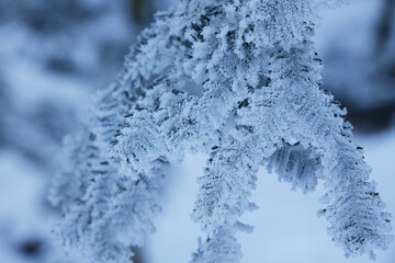 Close up blue frosty pine branch