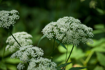 White flowers of a forest plant close-up on a dark green background of leaves.