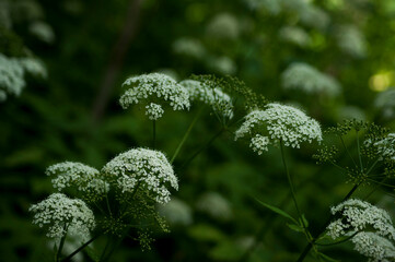 White flowers of a forest plant close-up on a dark green background of leaves.
