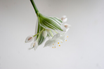 White flowers and green leaves of a houseplant on a white background.
