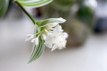 White houseplant flowers and green leaves in the background.