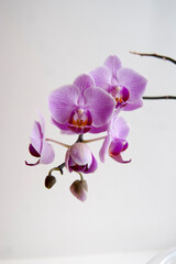A branch of a blooming pink orchid on a white background.