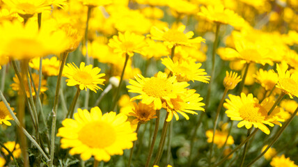 A field of yellow daisies.