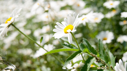 Two white daisies close-up. There are a lot of daisies in the background, the background is blurred.