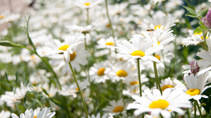 A green field, blue sky, clouds, and a picturesque road stretching into the distance.