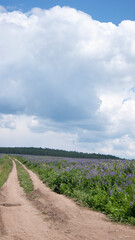 A green field, blue sky, clouds, and a picturesque road stretching into the distance.