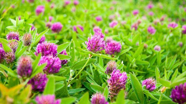 Red clover flowers on a background of green leaves