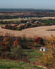 Scenic view of cows grazing on beautiful rural farm land in Eastern Iowa near Balltown during the fall. Landscape farming fields, barns and homes in the Mississippi River Valley with autumn colors. 