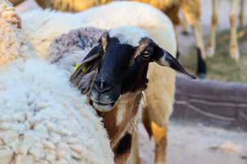 Naklejka premium Sheep in the farm and eating the grass.