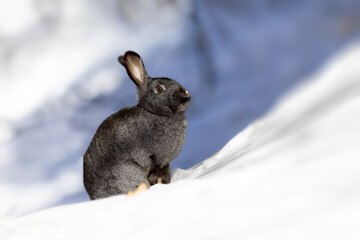 Naklejka premium Rabbit. Winter forest nature background. 