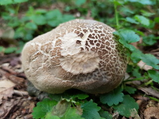 Large mushroom on forest floor.