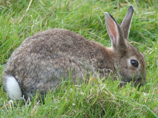 Wild rabbit nibbles grass.